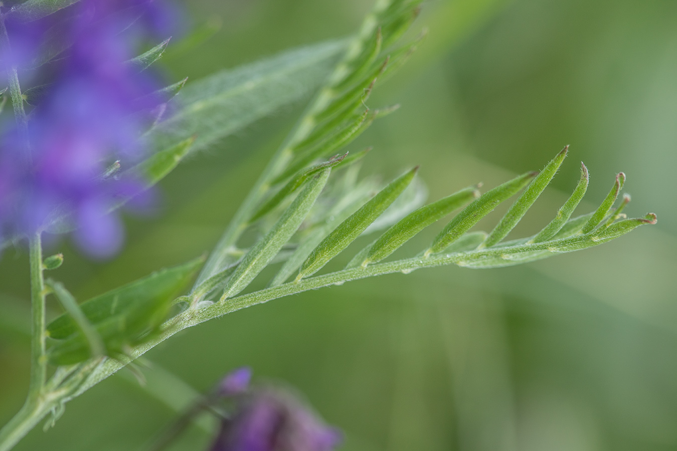 Image of Vicia grossheimii specimen.