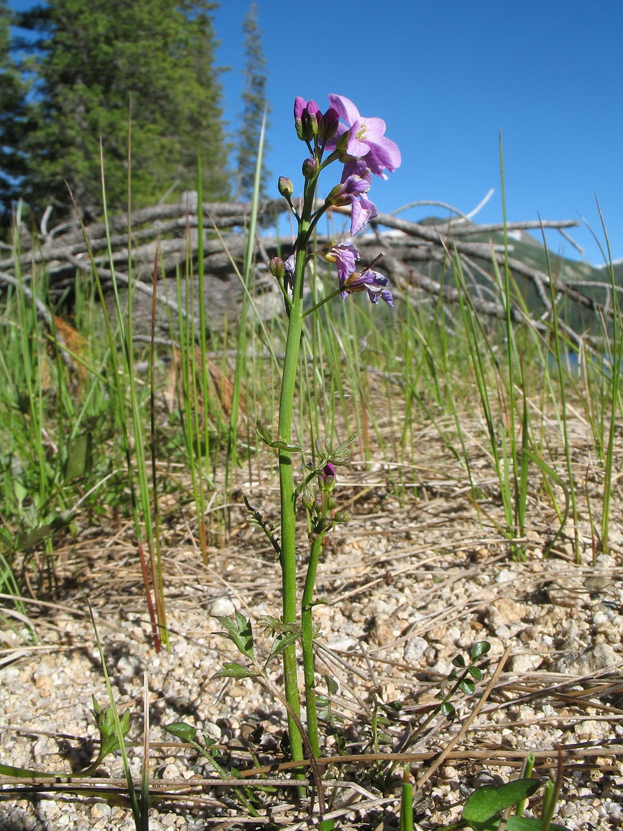 Image of Cardamine pratensis specimen.