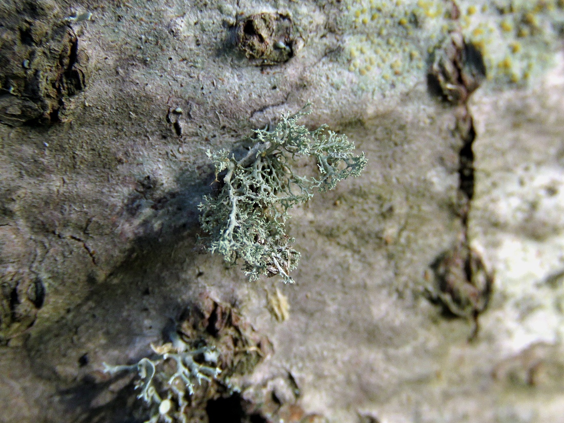 Image of Ramalina roesleri specimen.