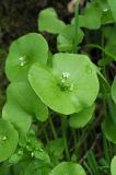 Claytonia perfoliata. Верхушка цветущего растения. США, Калифорния, Сан-Франциско, в природном парке. 15.02.2017.