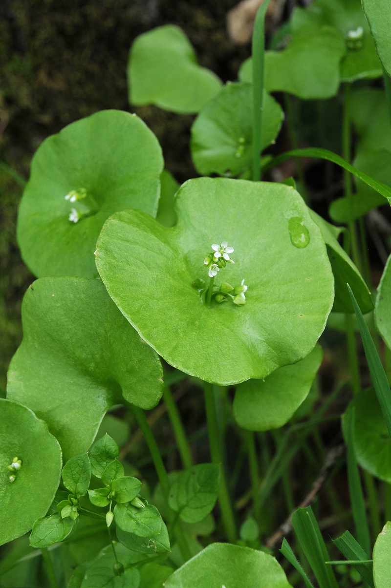 Изображение особи Claytonia perfoliata.