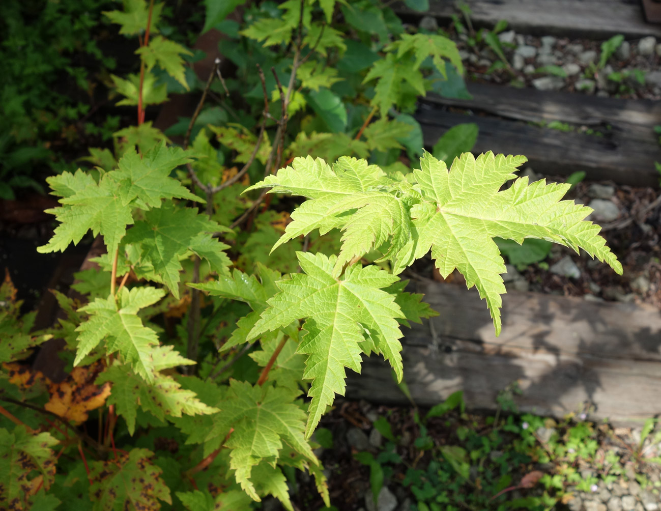 Image of Acer ukurunduense specimen.