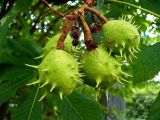 Aesculus hippocastanum. Незрелые плоды. Чувашия, г. Шумерля, городской парк. 29 июля 2008 г.