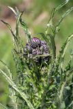 Cirsium palustre