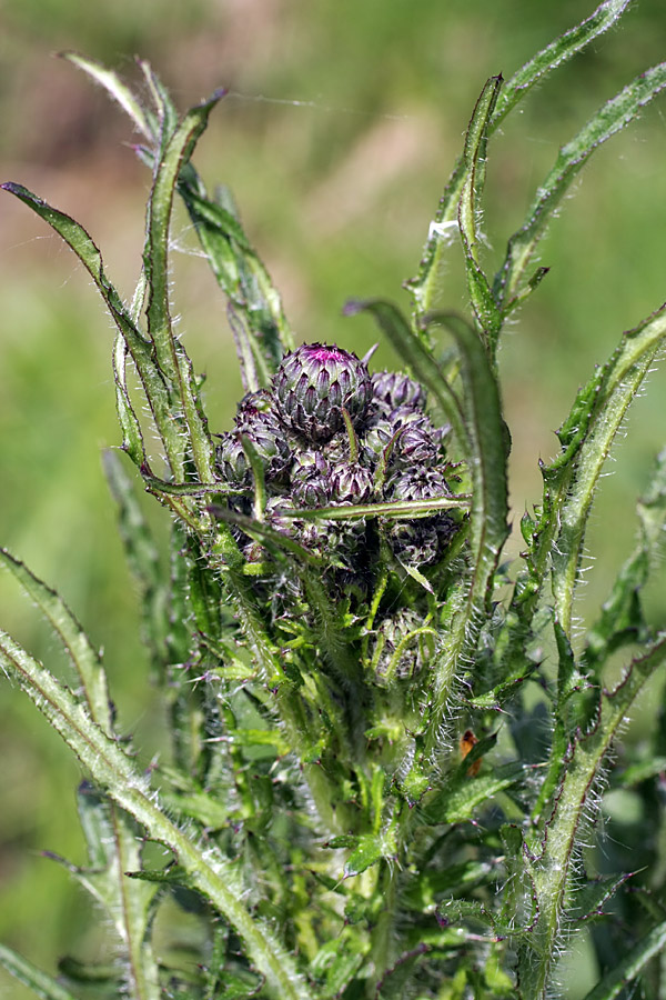 Изображение особи Cirsium palustre.