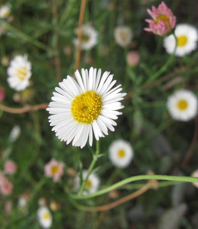 Изображение особи Erigeron karvinskianus.