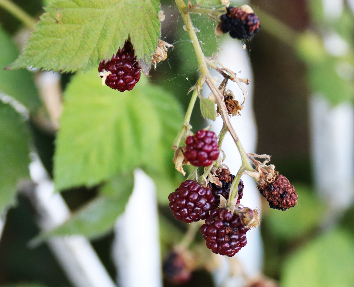 Image of Rubus sanctus specimen.