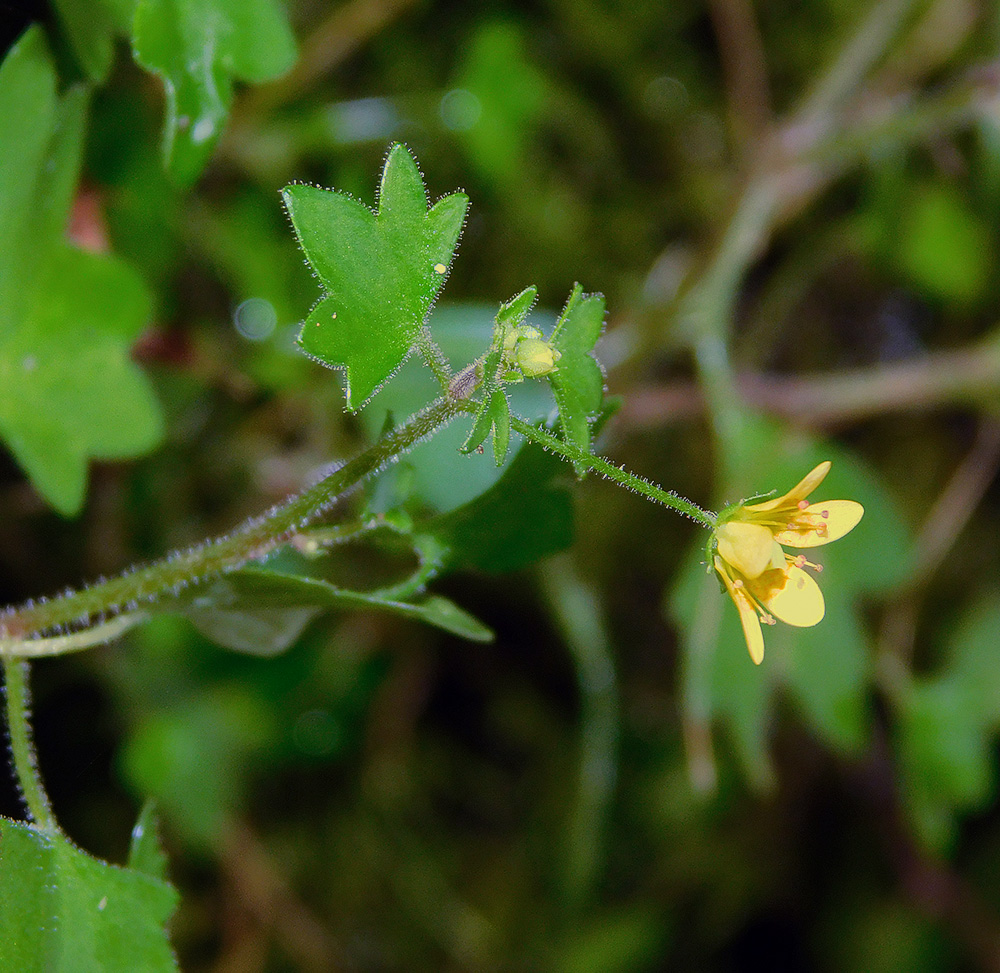 Изображение особи Saxifraga cymbalaria.