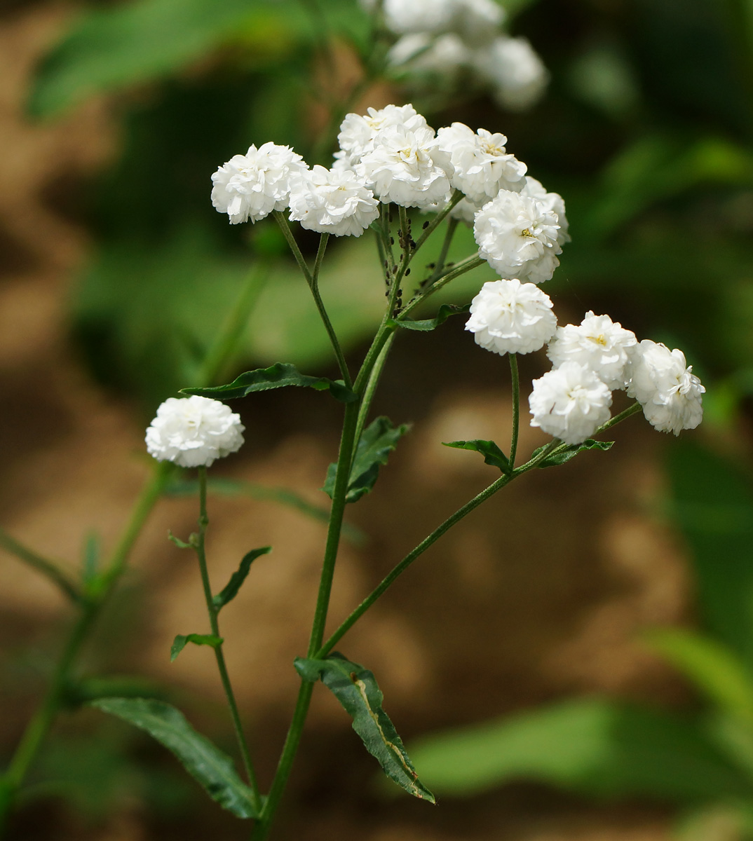 Изображение особи Achillea ptarmica var. multiplex.