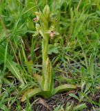 Ophrys umbilicata