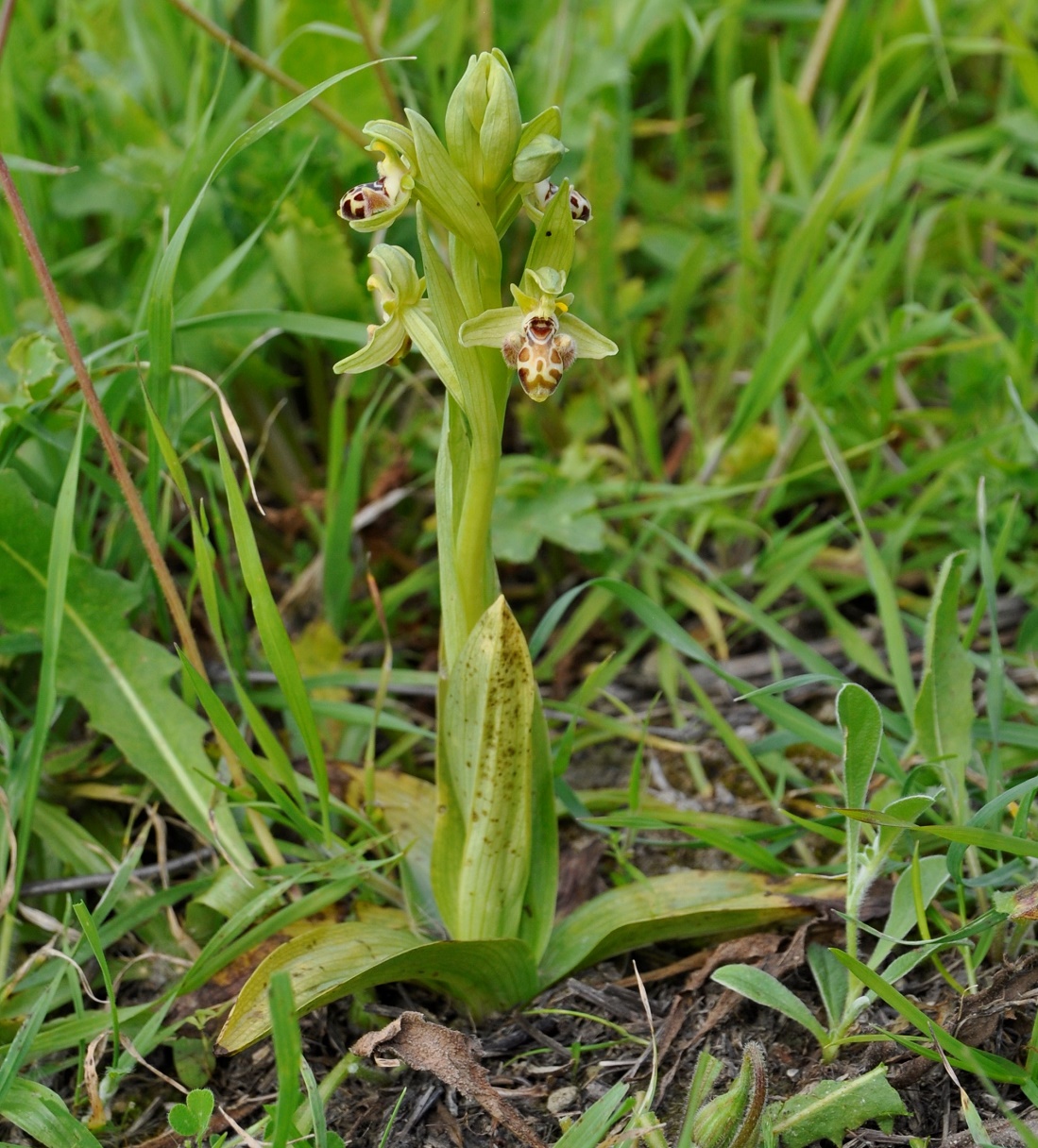 Image of Ophrys umbilicata specimen.