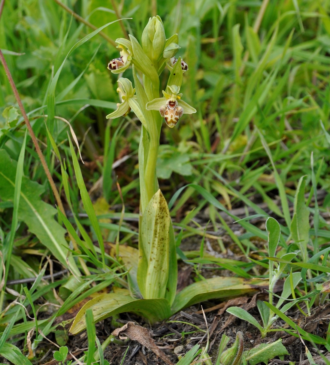 Изображение особи Ophrys umbilicata.