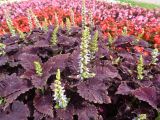 Coleus scutellarioides