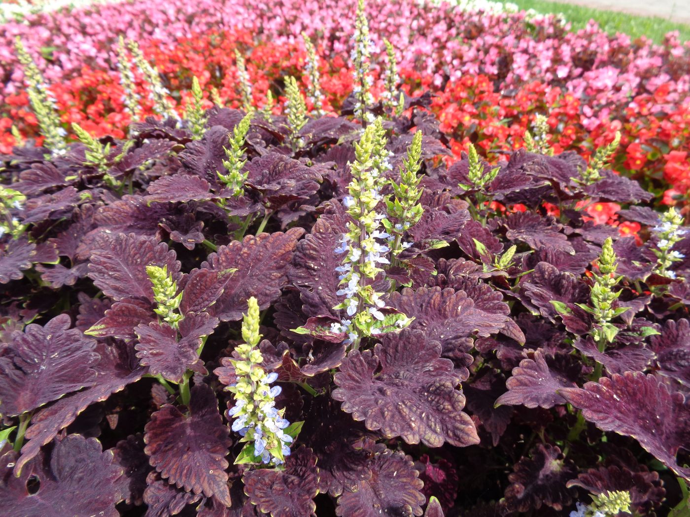 Image of Coleus scutellarioides specimen.