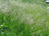 Festuca pratensis