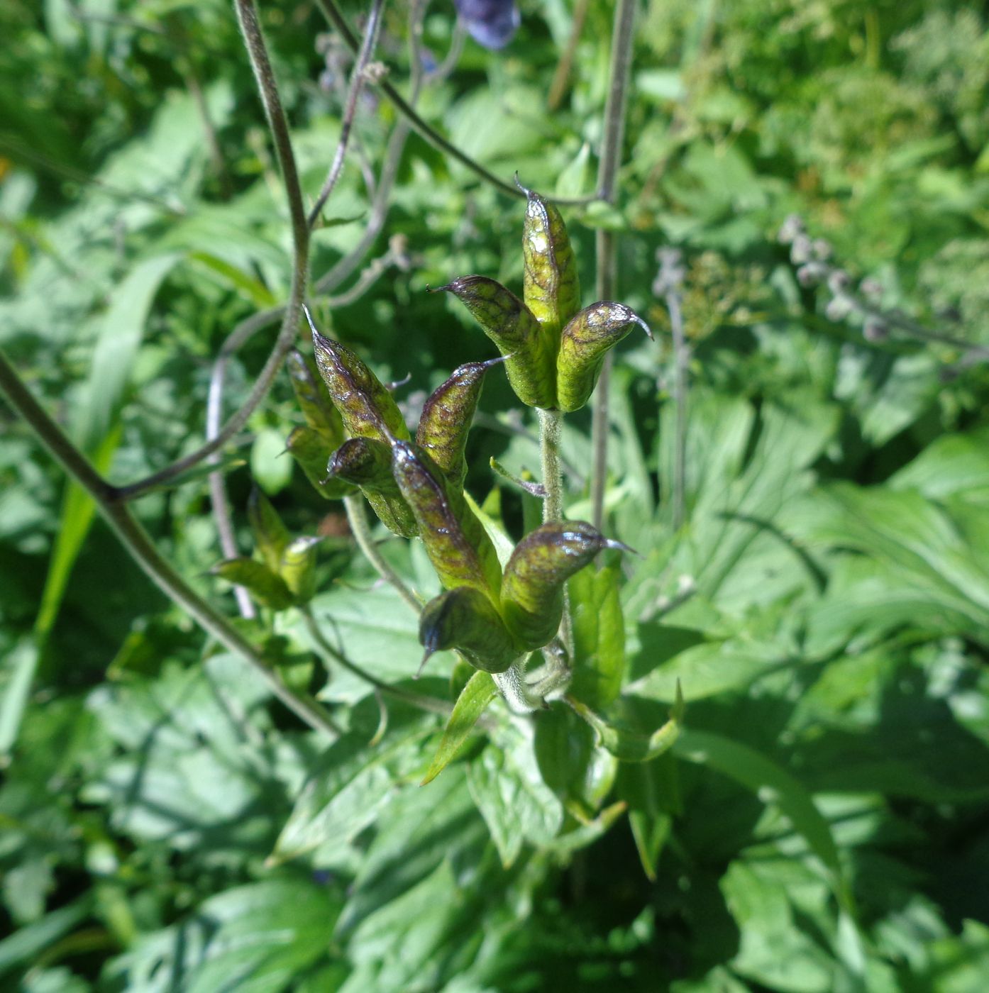 Изображение особи Aconitum septentrionale.