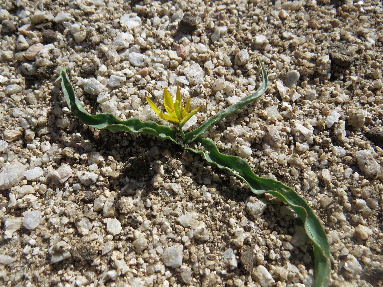 Image of Tulipa hissarica specimen.