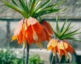 Fritillaria imperialis