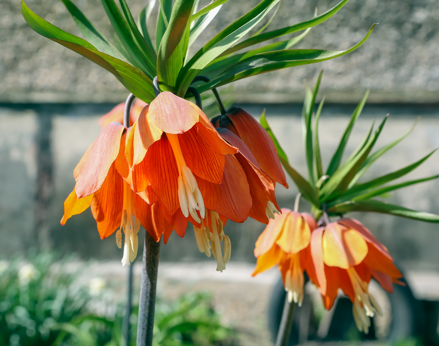 Изображение особи Fritillaria imperialis.