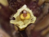 Orobanche hederae