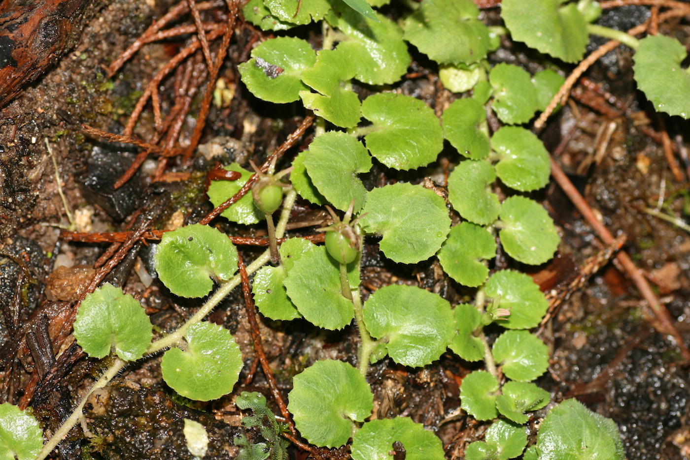 Изображение особи Lobelia nummularia.