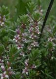 Glaux maritima