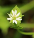 Stellaria undulata