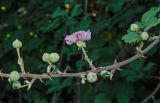 Rubus sanctus