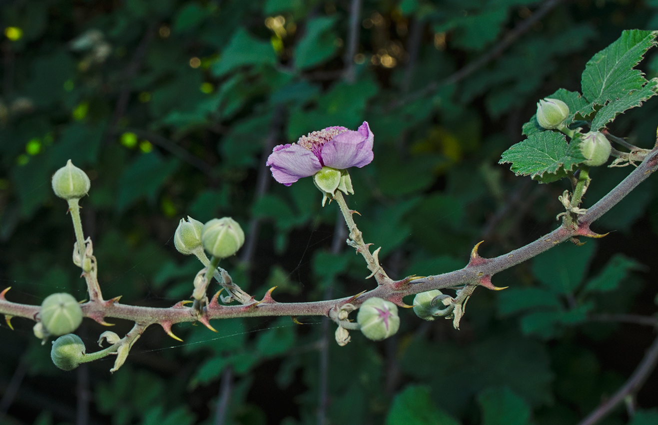 Изображение особи Rubus sanctus.