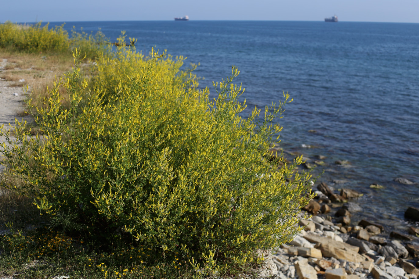 Изображение особи Melilotus officinalis.