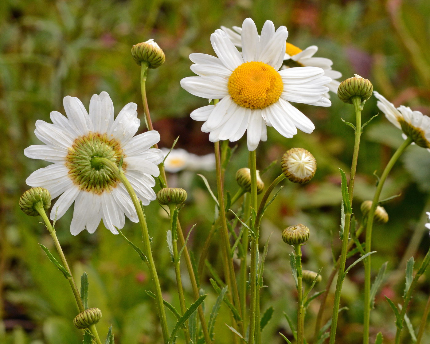 Image of Leucanthemum ircutianum specimen.