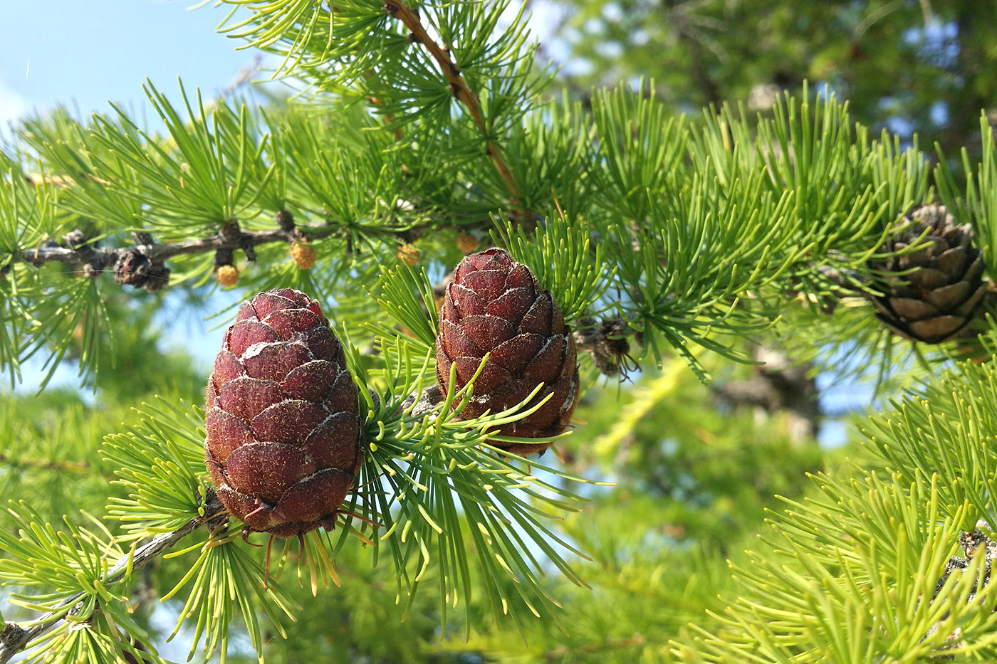 Изображение особи Larix sibirica.