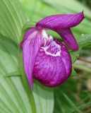 Cypripedium macranthos