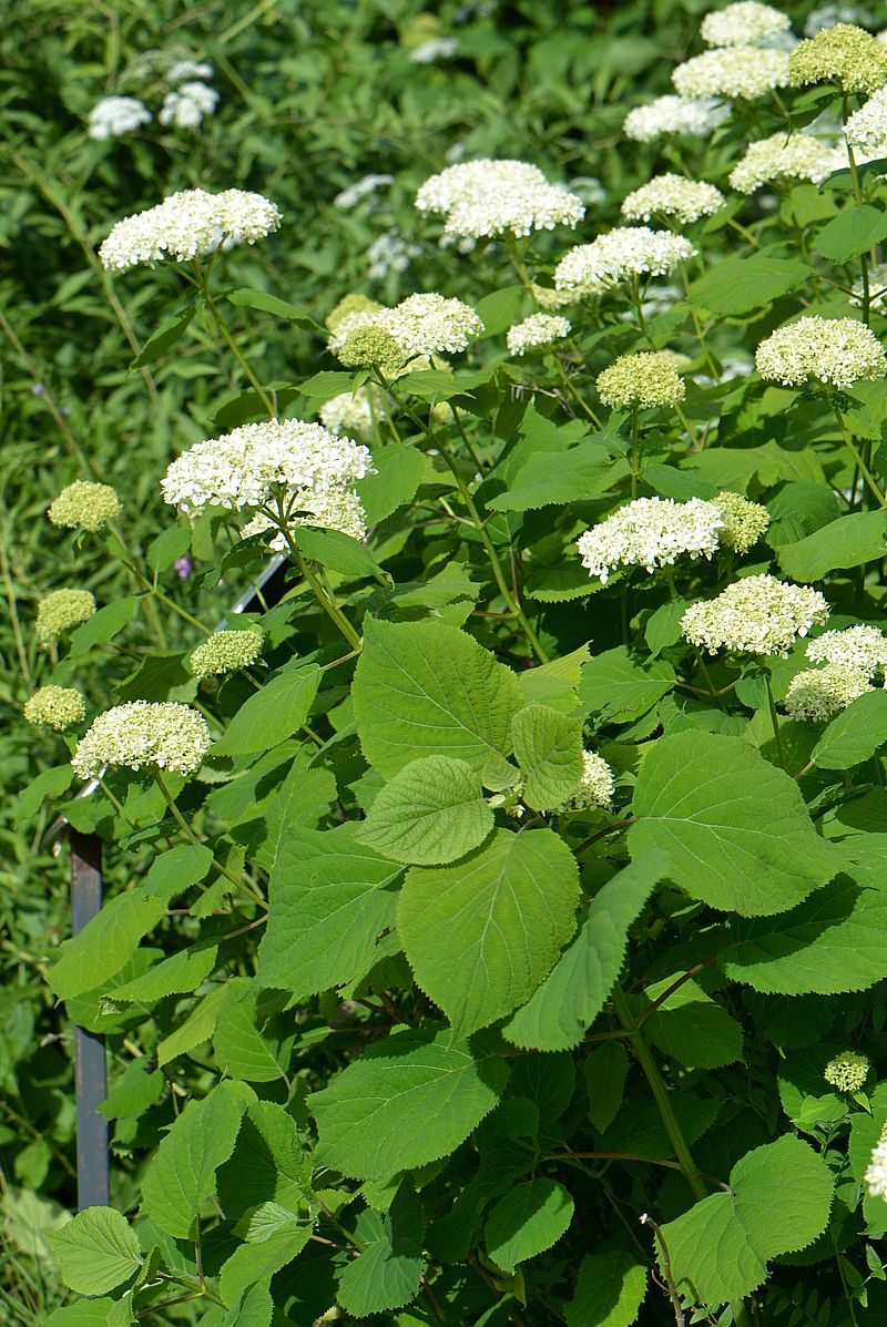 Image of Hydrangea arborescens specimen.