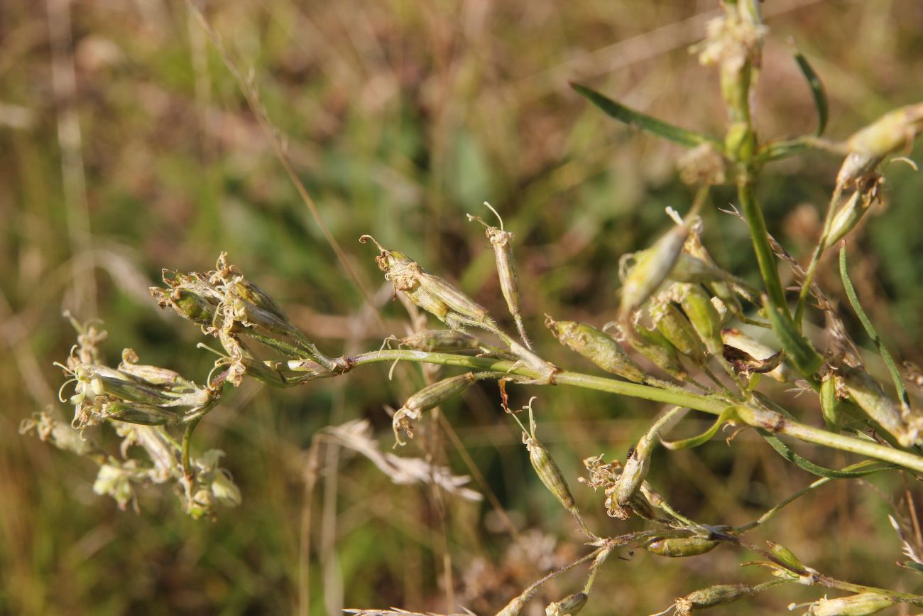 Image of Silene tatarica specimen.