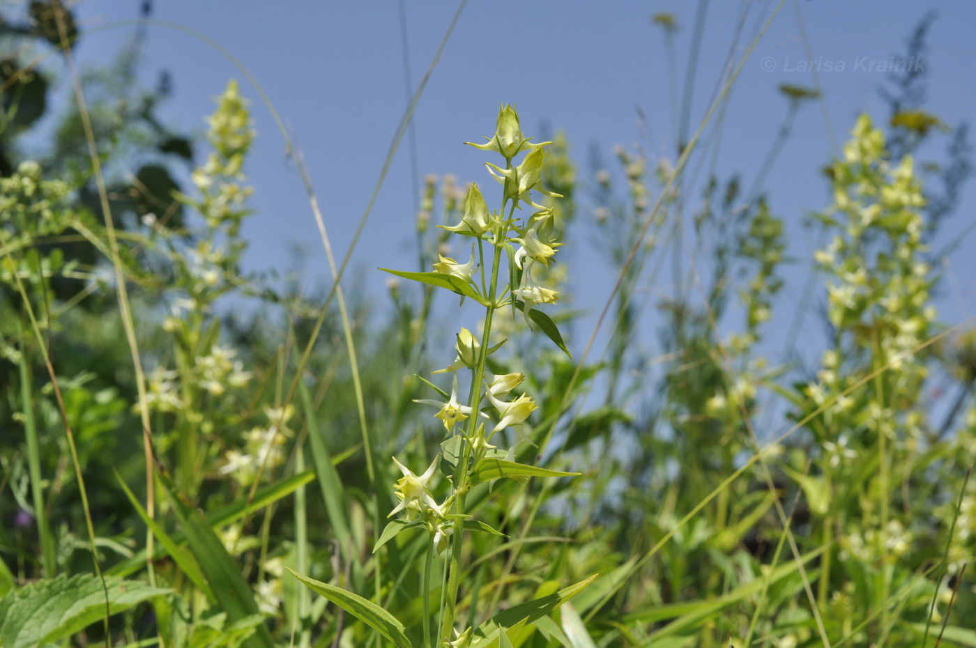 Image of Halenia corniculata specimen.