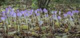 Colchicum speciosum