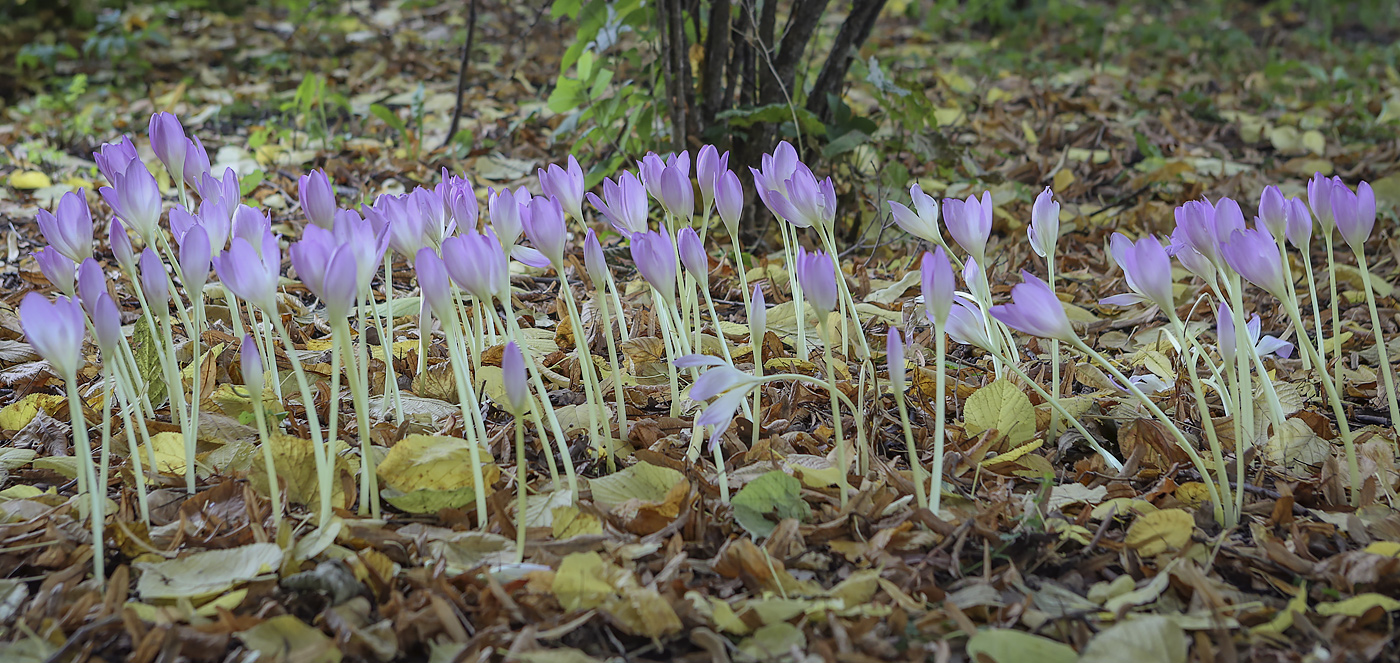 Изображение особи Colchicum speciosum.