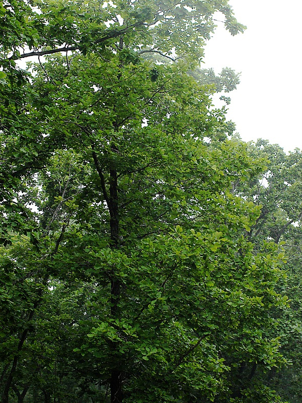Изображение особи Quercus mongolica.