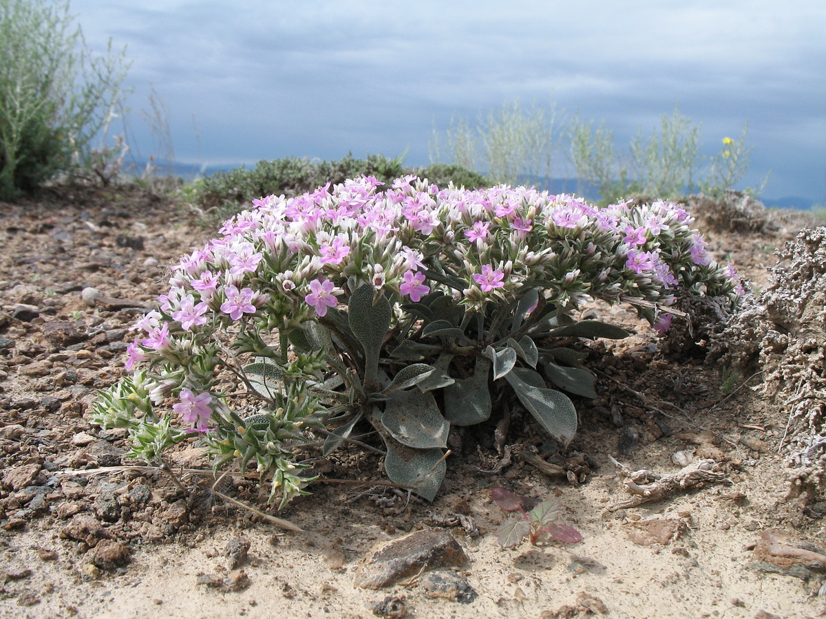 Image of Goniolimon strictum specimen.