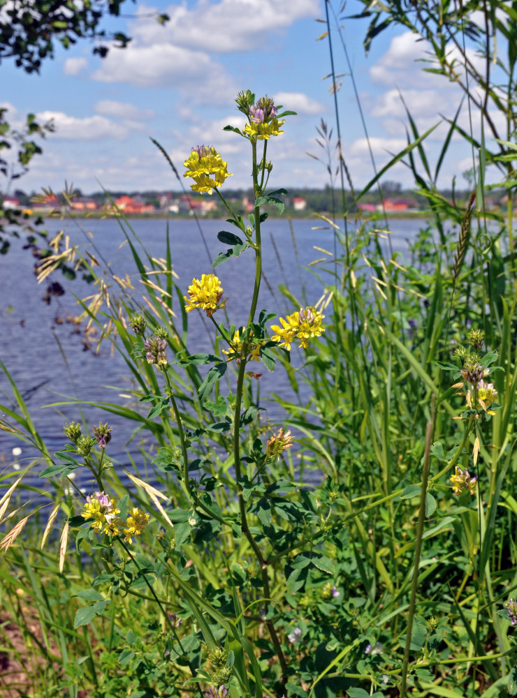 Изображение особи Medicago &times; varia.