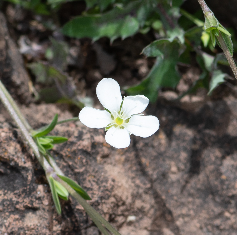 Изображение особи Arenaria soratensis.