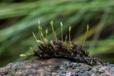 class Bryopsida