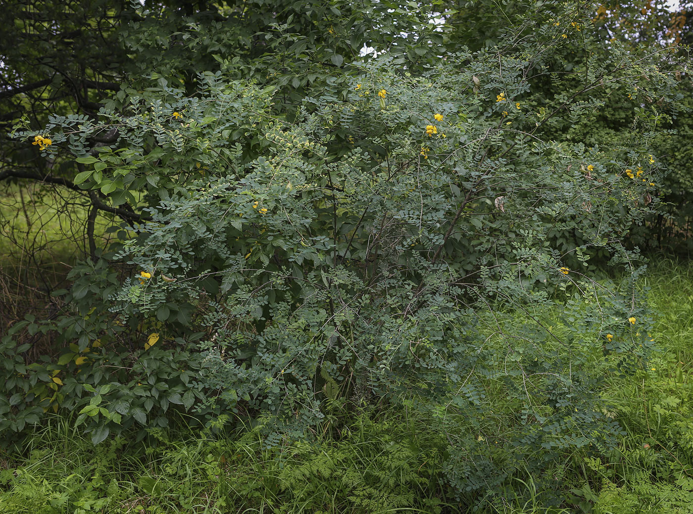 Image of Colutea arborescens specimen.