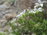 Minuartia imbricata