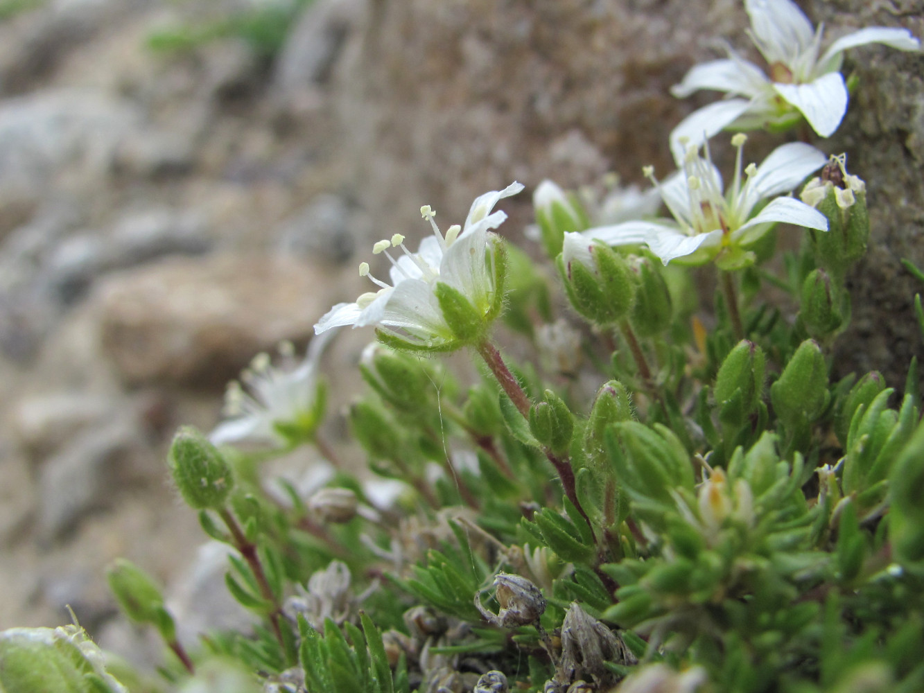 Изображение особи Minuartia imbricata.