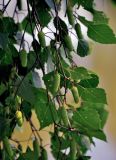 Betula pendula. Часть ветви с соплодиями. Московская обл., г. Железнодорожный, в культуре. 05.06.2020.