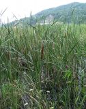 Typha domingensis