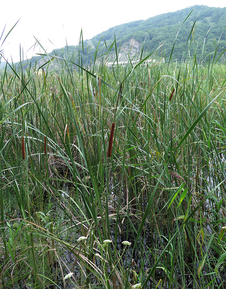 Image of Typha domingensis specimen.