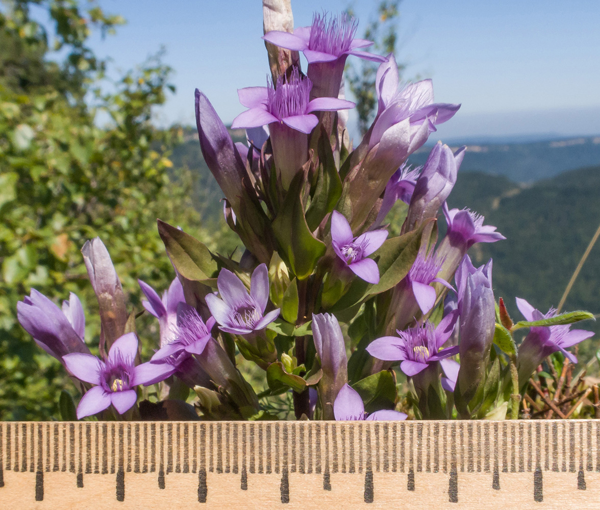 Изображение особи Gentianella biebersteinii.